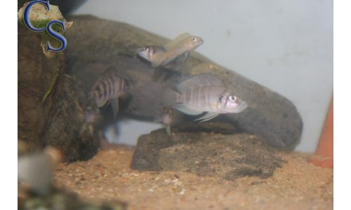 Altolamprologus compressiceps sumbu shell